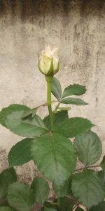 Image rhiwafallen.co.uk 2710 1746565882352