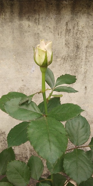 77bet hoa hồng - Trải nghiệm sòng bạc trực tuyến tại Rhiwa Fallen